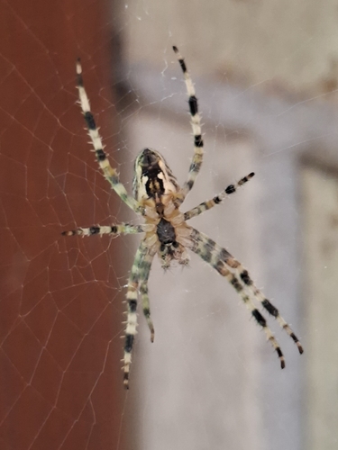 Cross Orbweaver