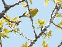 Leiothlypis ruficapilla