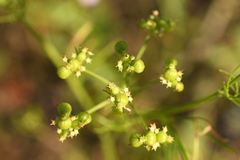 Bifora
