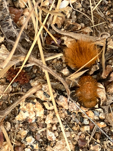 iNaturalist observation photo of Dasymutilla