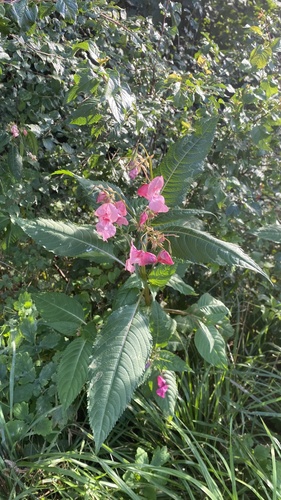 Himalayan balsam