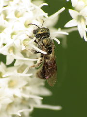 Lasioglossum imitatum