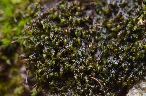 Andreaea rothii observed 2026-08-10