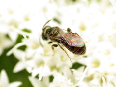 Lasioglossum imitatum