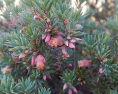 Brachyloma ericoides