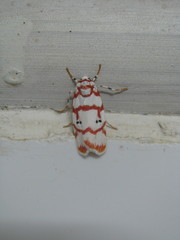 Cyana pseudojavanica