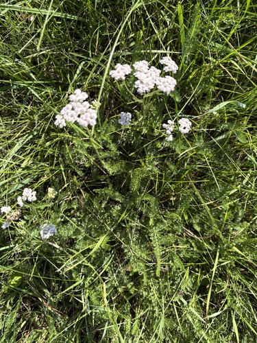 common yarrow