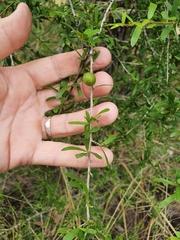 Pittosporum viscidum
