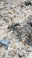 Cicindela repanda repanda