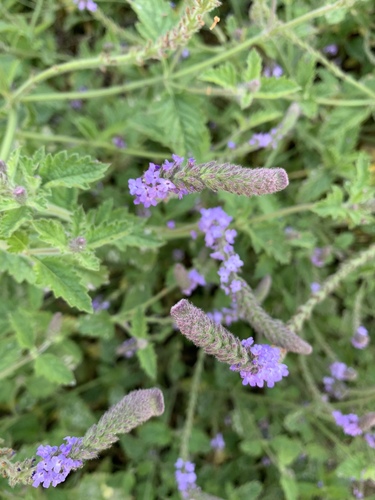 iNaturalist observation photo of western vervain