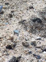 Cicindela repanda repanda