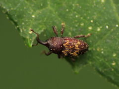 Glyptobaris lecontei