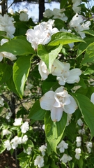 Gardenia jasminoides