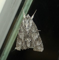 Acronicta longa