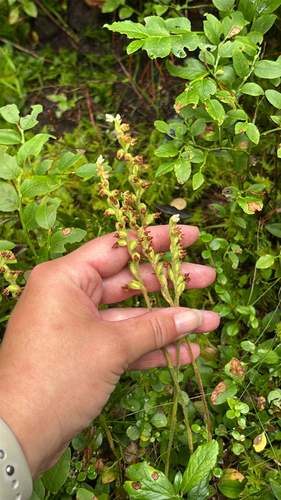 lesser rattlesnake plantain