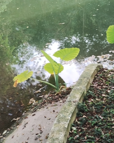 Leucocasia gigantea, photograph 3