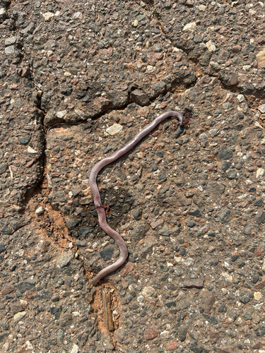 Texas Blind Snake