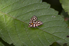 Hemerophila albertiana