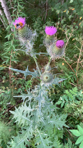 Bull Thistle