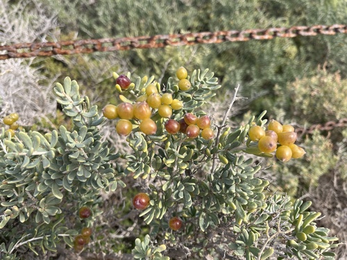 Nitraria billardierei, photograph 4