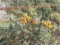 Nitraria billardierei, photograph (c) Donna Belder, some rights reserved (CC BY)