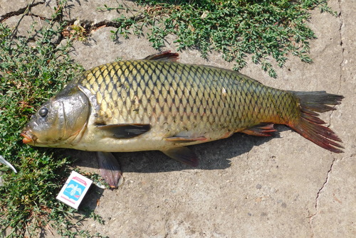 European Carp