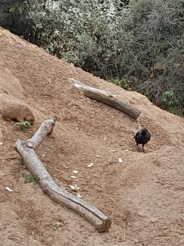 Eurasian Jackdaw