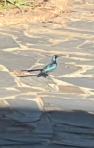 Meves's Starling
