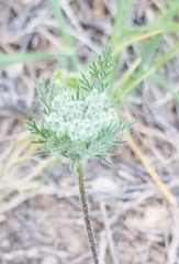 Daucus pusillus