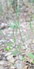 Daucus pusillus