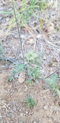 Daucus pusillus