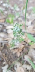 Daucus pusillus
