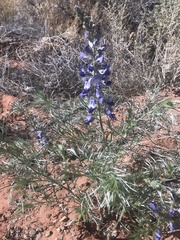 Sophora stenophylla