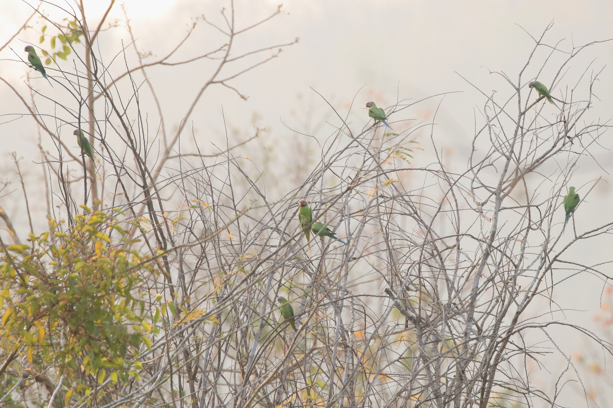 Blossom-headed Parakeet