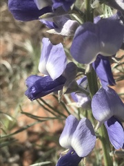 Sophora stenophylla