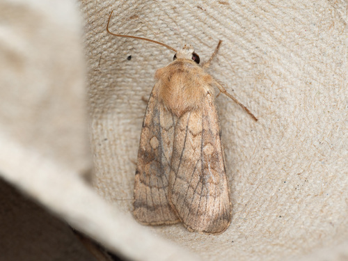 Six-striped Rustic