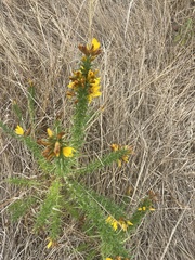 Ulex gallii, photograph (c) Mary E. Macaulay, P.Eng., some rights reserved (CC BY)