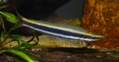 Striped Headstander photo 4