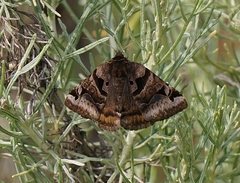 Euclidia ardita