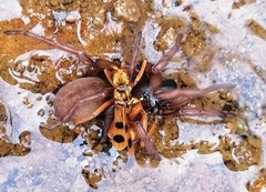 Sphictostethus gravesii