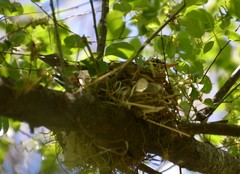 Turdus migratorius achrusterus