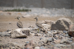 Burhinus superciliaris