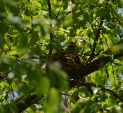 Turdus migratorius achrusterus