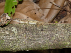 Anolis limifrons