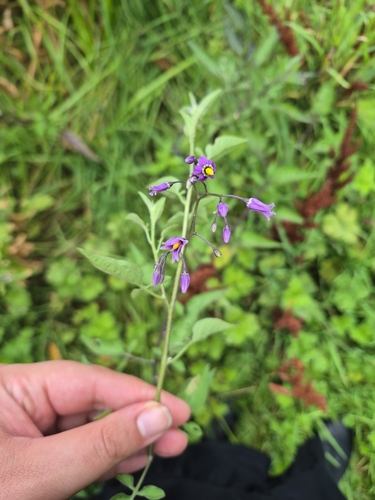bittersweet nightshade