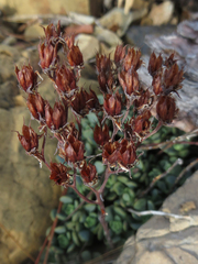 Sedum oregonense