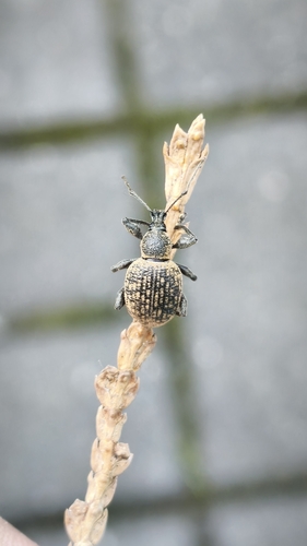 Armadillo Weevil