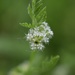 Knotted Hedgeparsley - Photo (c) orchid_77, some rights reserved (CC BY-NC)