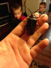 Prionus californicus