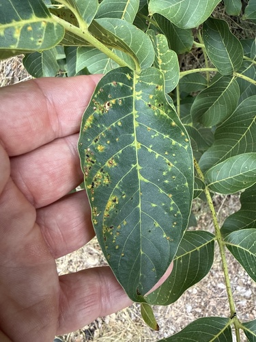 walnut leaf gall mite